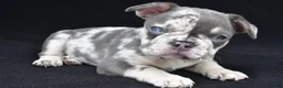 French Bulldog dogs for sale: kya - Ad 7