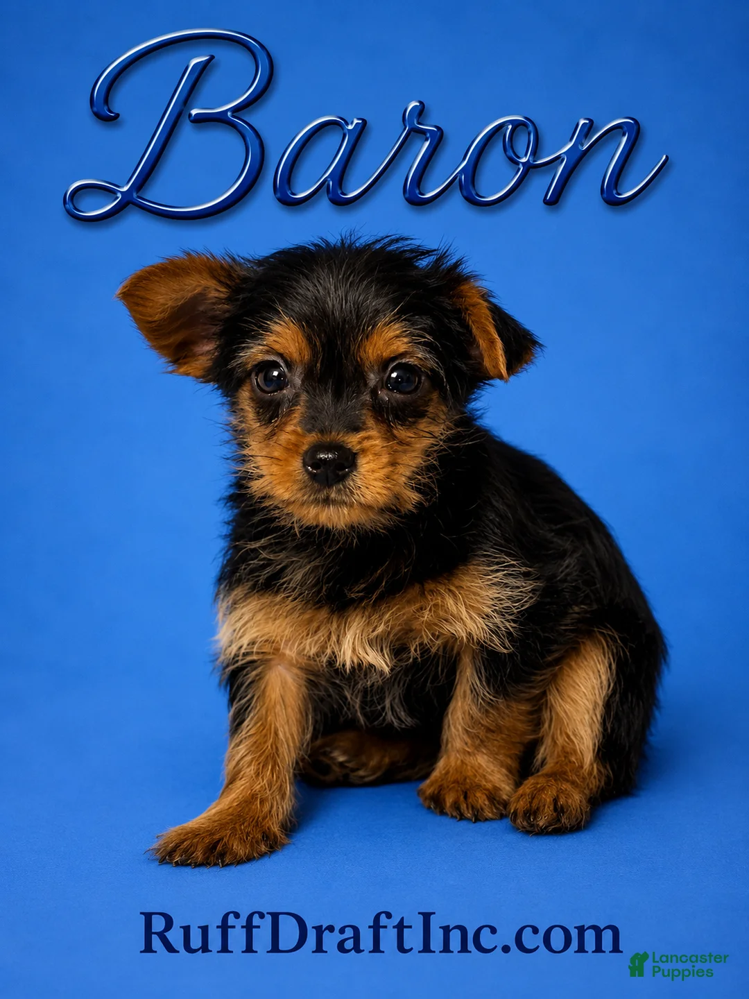 Yorkshire Terrier dogs for sale: Baron - Ad 1