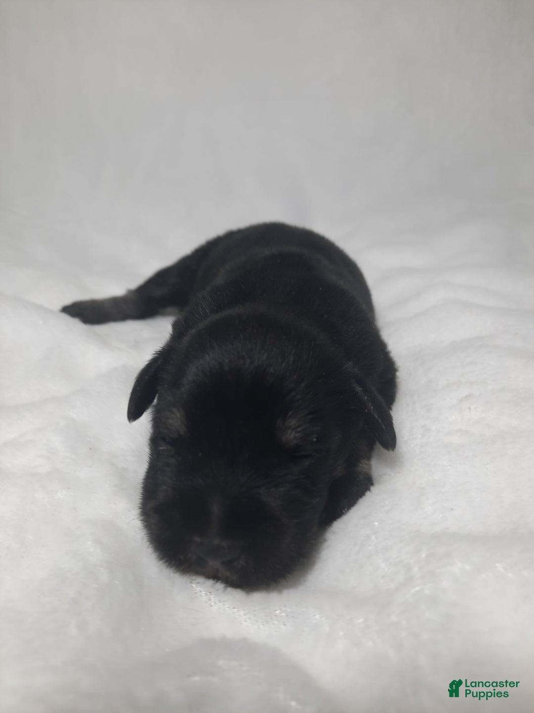 Miniature Schnauzer dogs for sale: AKC Hot Rod - Ad 2