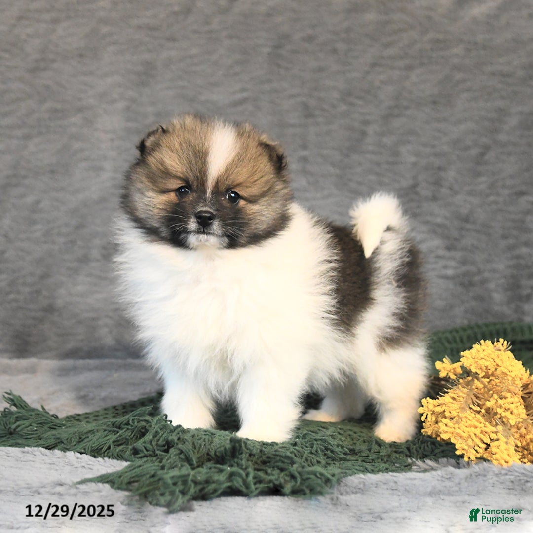 Pomeranian dogs for sale: Flora   - Ad 1