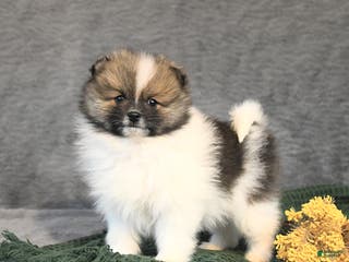 Pomeranian dogs Flora - Ad 26
