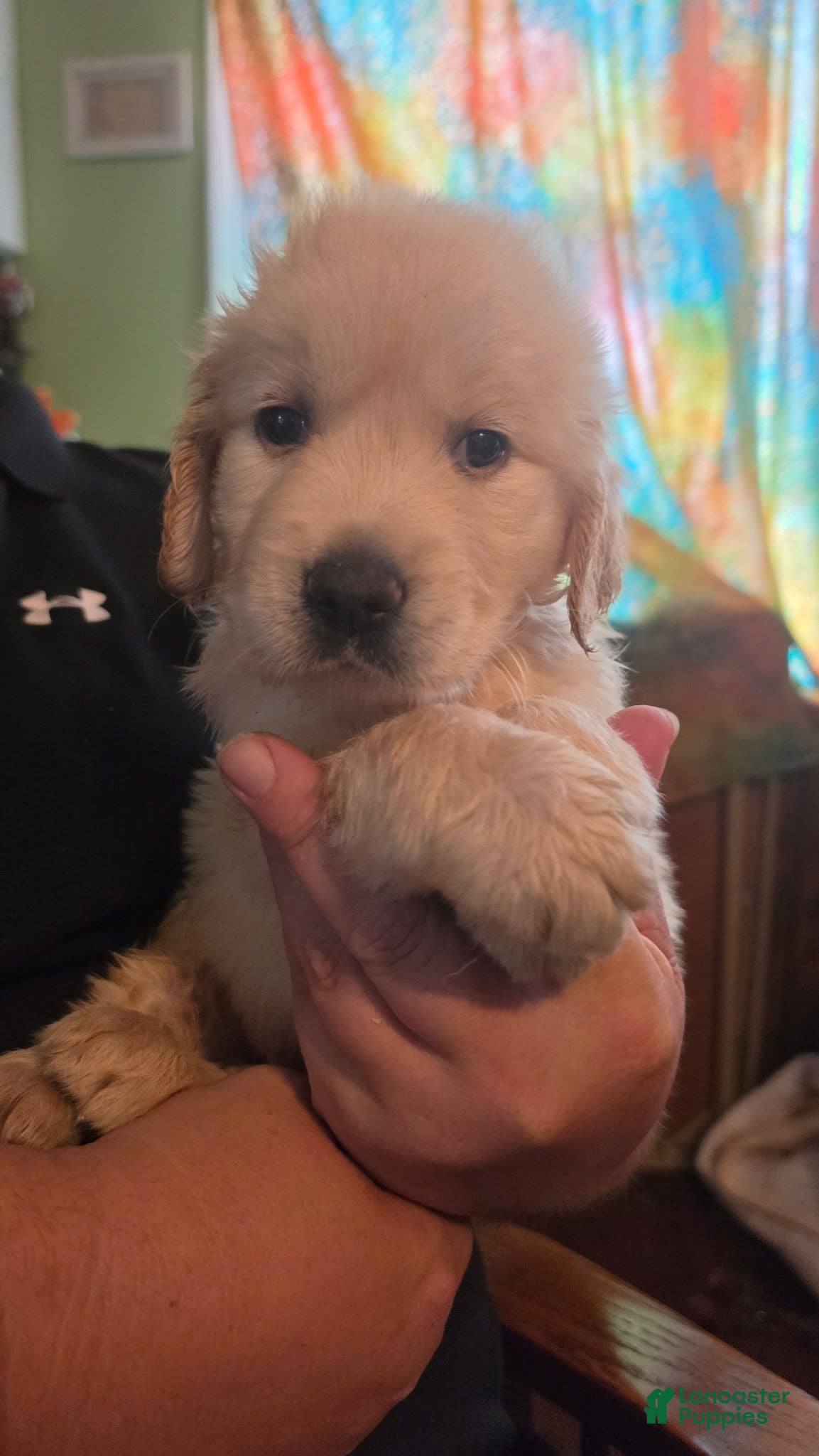 Golden Retriever dogs Blaze - Ad 36