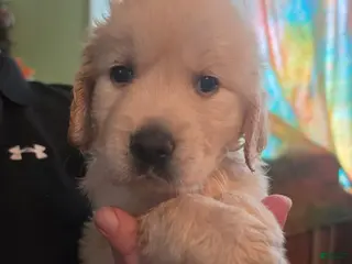 Golden Retriever dogs Blaze - Ad 36