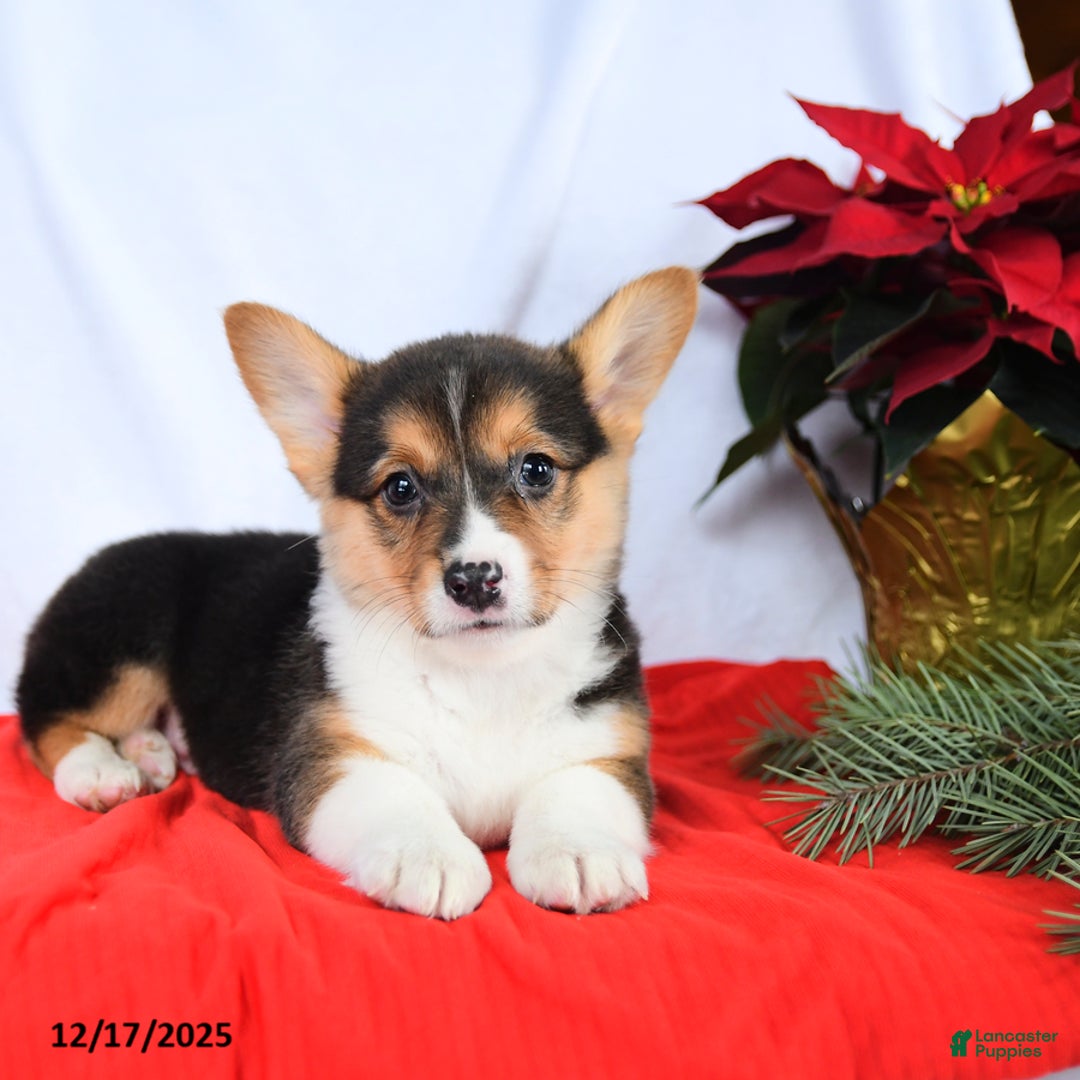 Welsh Corgi Pembroke dogs for sale: Rochelle - Ad 2