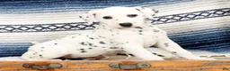 Dalmatian dogs for sale: Tasha - Ad 3