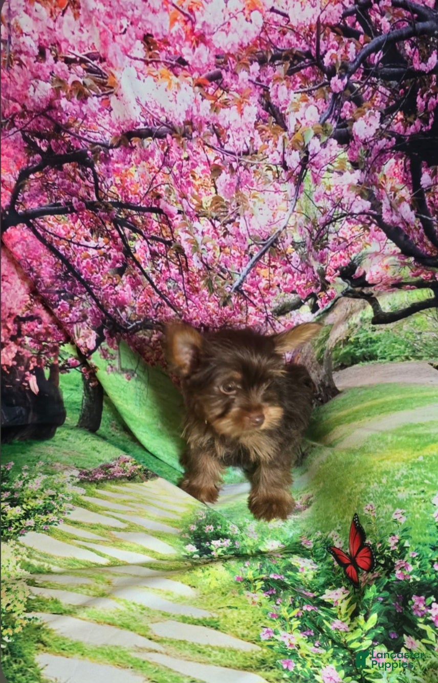 Yorkshire Terrier dogs for sale: Green - Ad 2