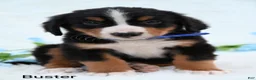 Bernese Mountain Dog dogs for sale: Buster  - Ad 4