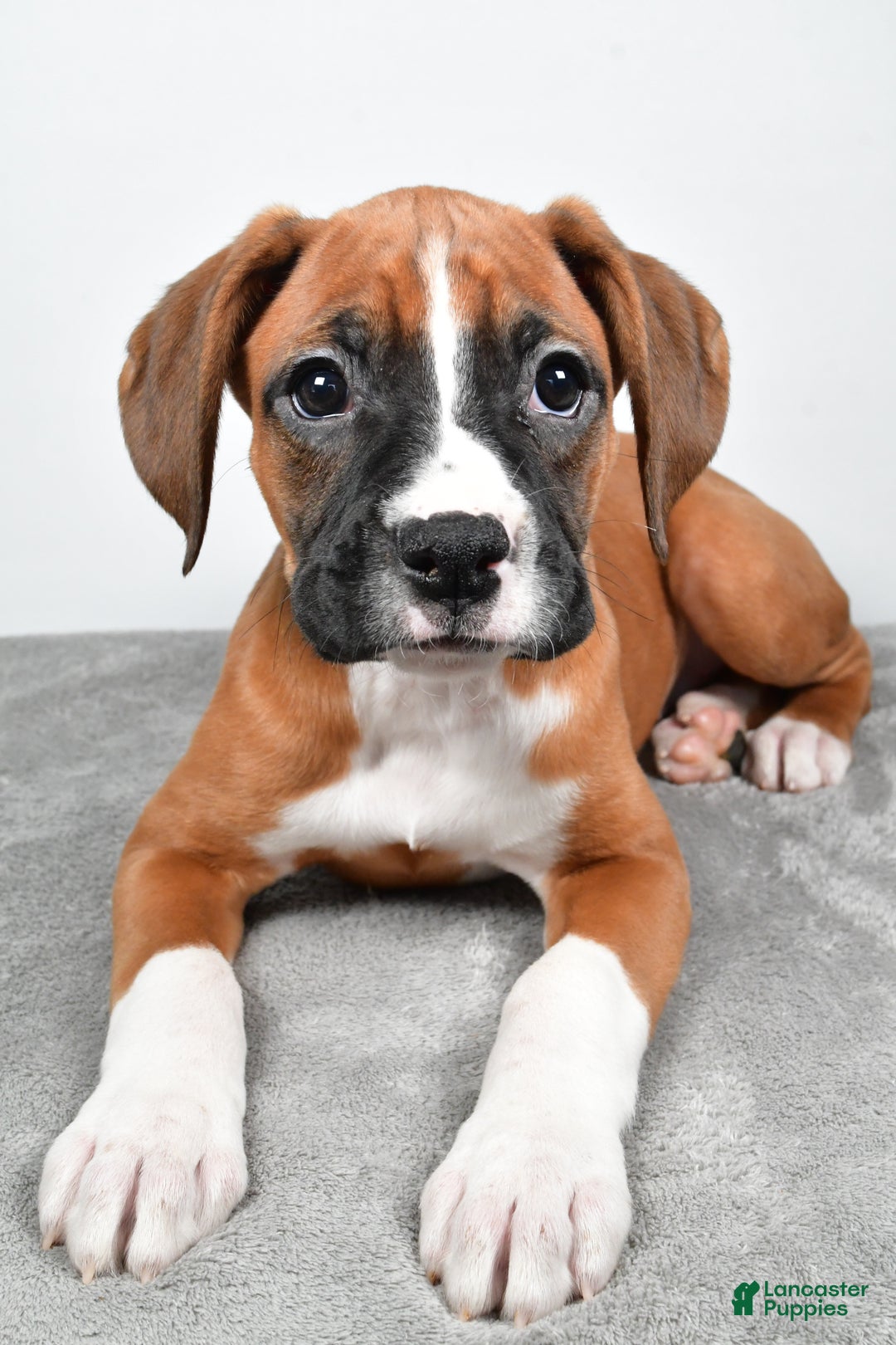 Boxer dogs for sale: Annie - Ad 8