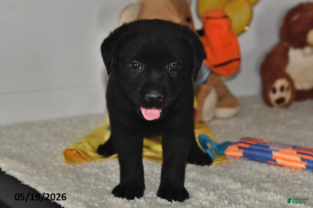 Labrador Retriever dogs for sale: Charlie - Ad 2