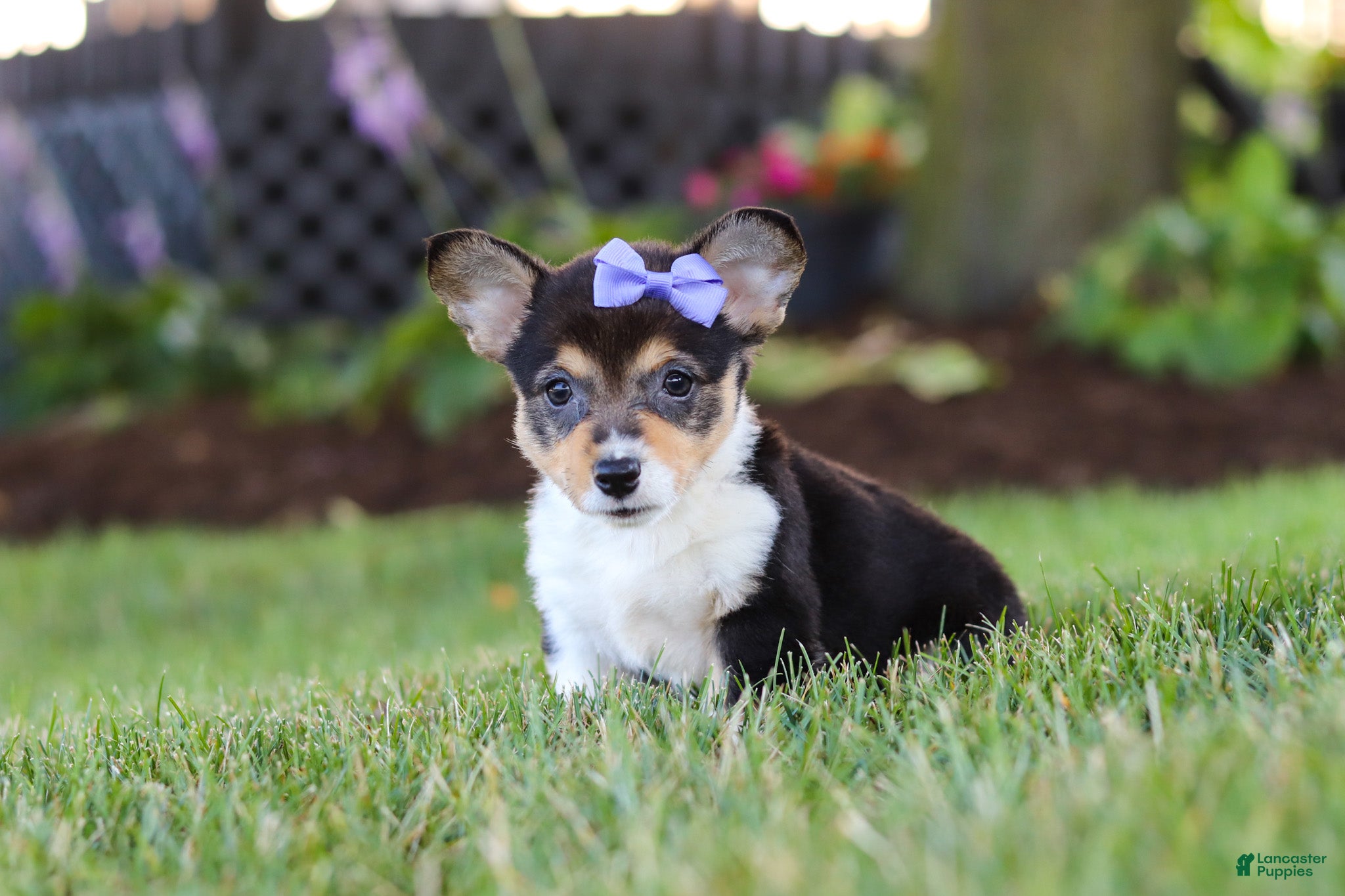 Welsh Corgi Pembroke dogs Debbie - Ad 2