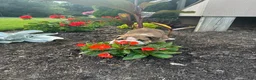 English Bulldog dogs for sale: Becca - Ad 14