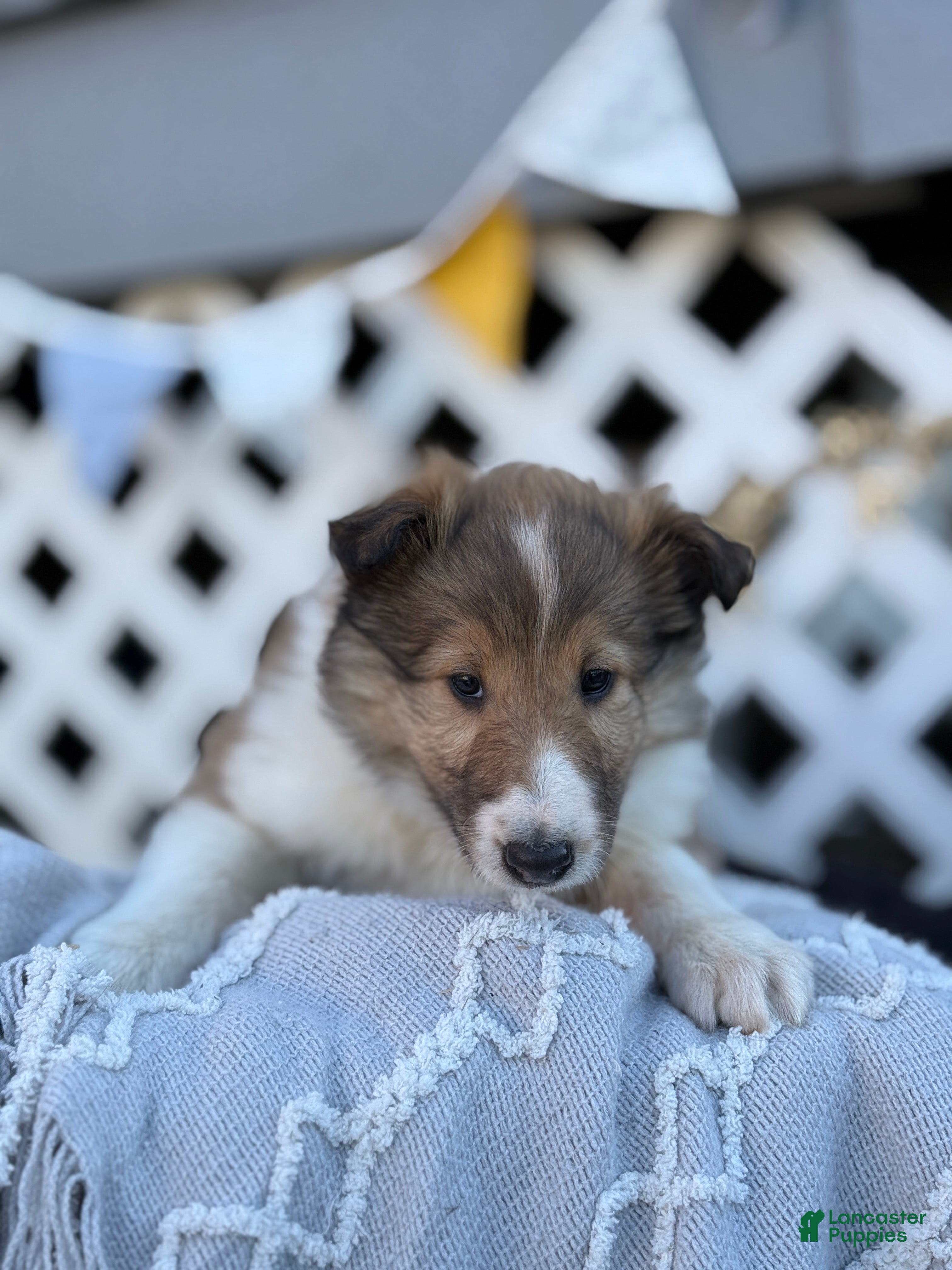 Collie dogs Rosie - Ad 2