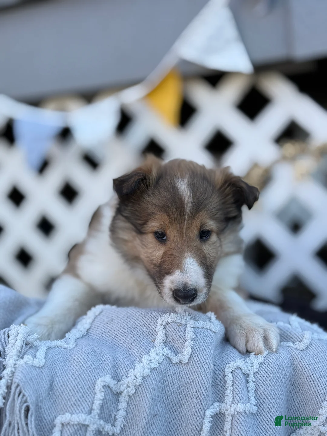 Collie dogs for sale: Rosie - Ad 2