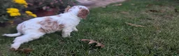 Cavapoo dogs for sale: Mr Benny - Ad 7