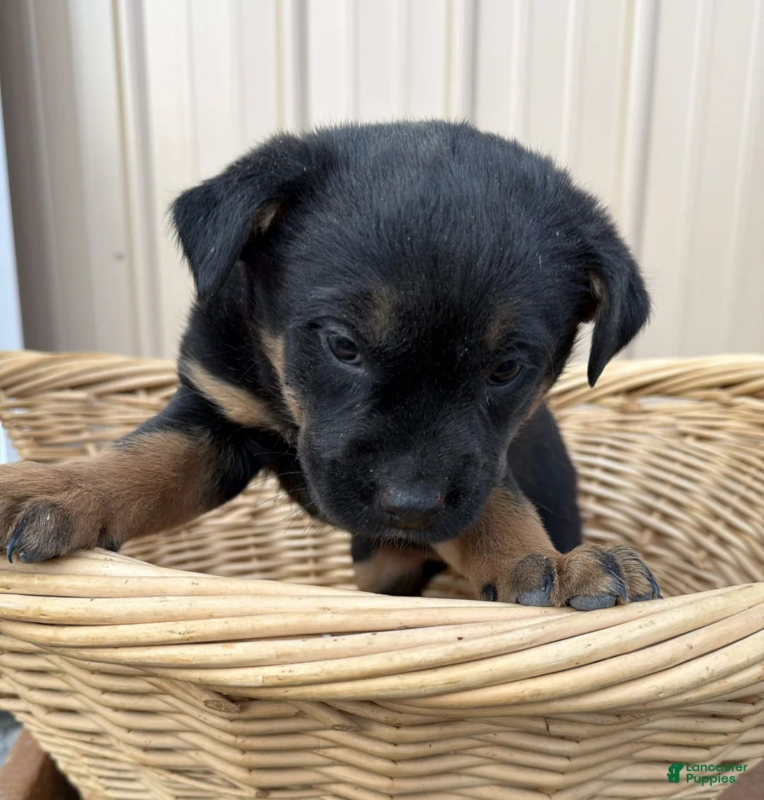 Rottweiler dogs for sale: Rottweiler Puppy 3 Abby - Ad 2