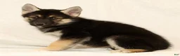 Gerberian Shepsky dogs for sale: Tessa - Ad 5