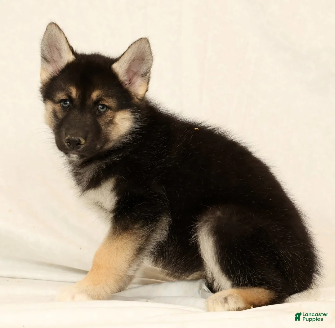 Gerberian Shepsky dogs for sale: Tessa - Ad 5