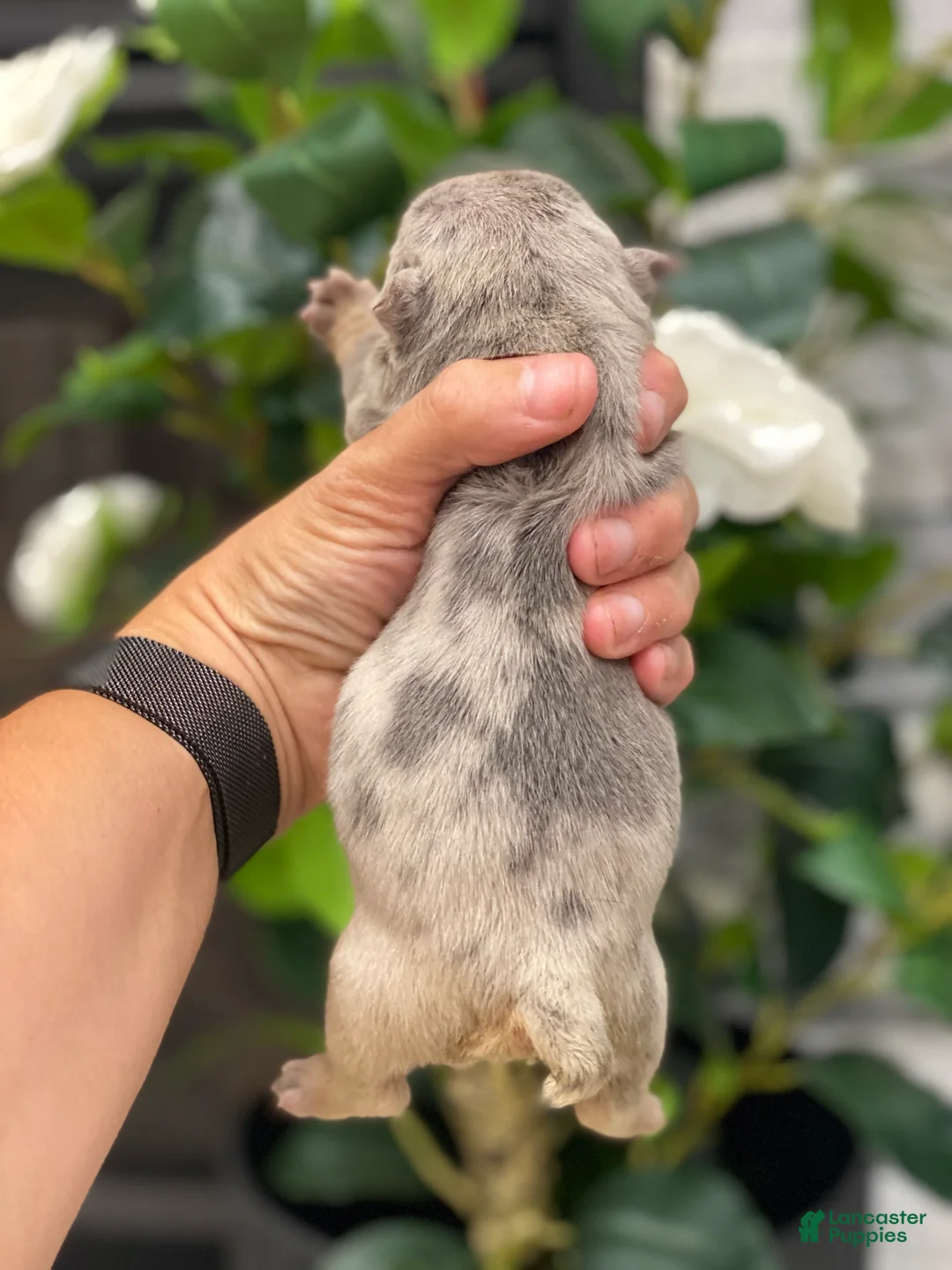 English Bulldog dogs for sale: Dawn - Ad 2