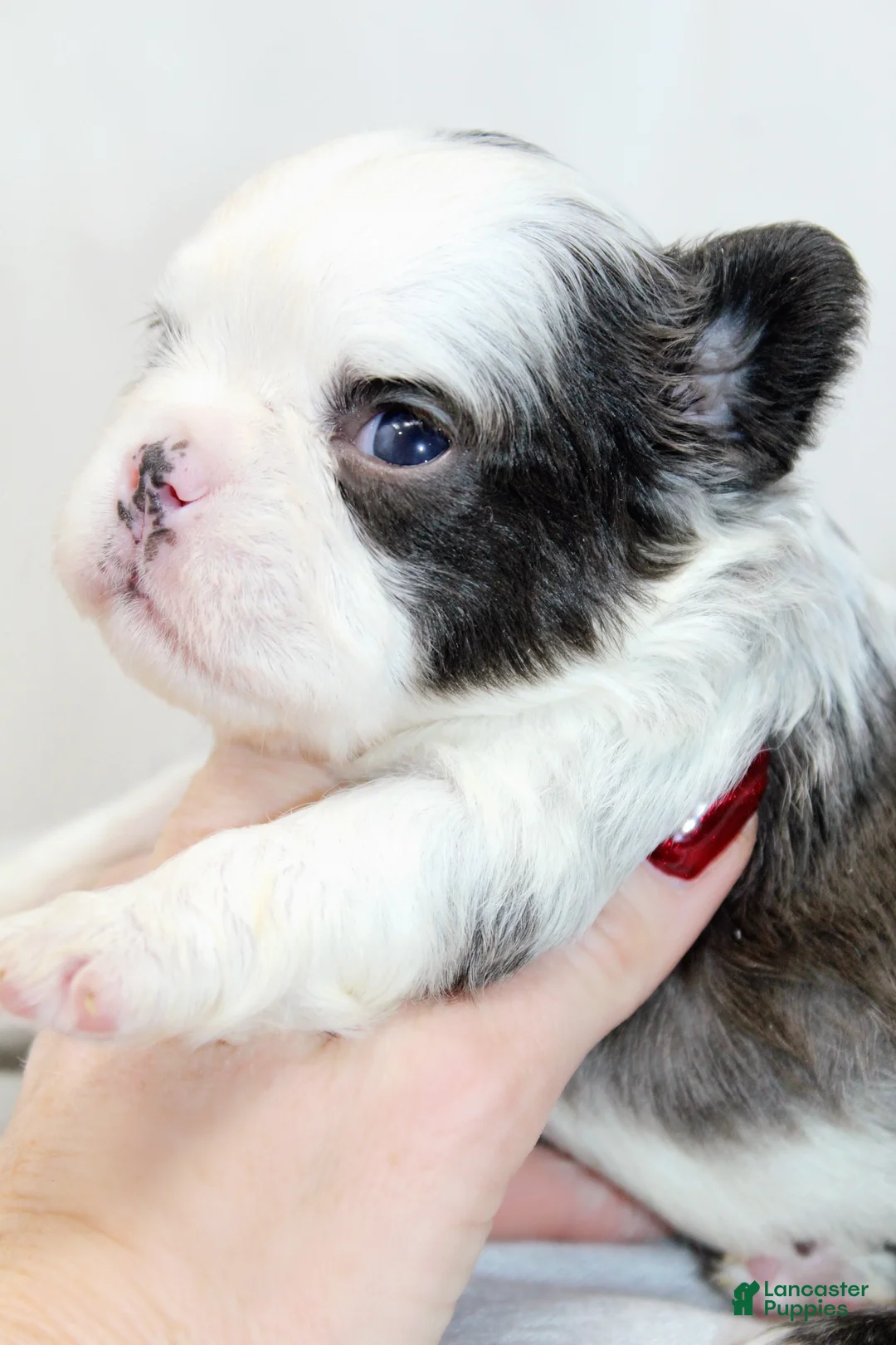 French Bulldog dogs for sale: Karina-Full Fluffy Panda Husky - Ad 9