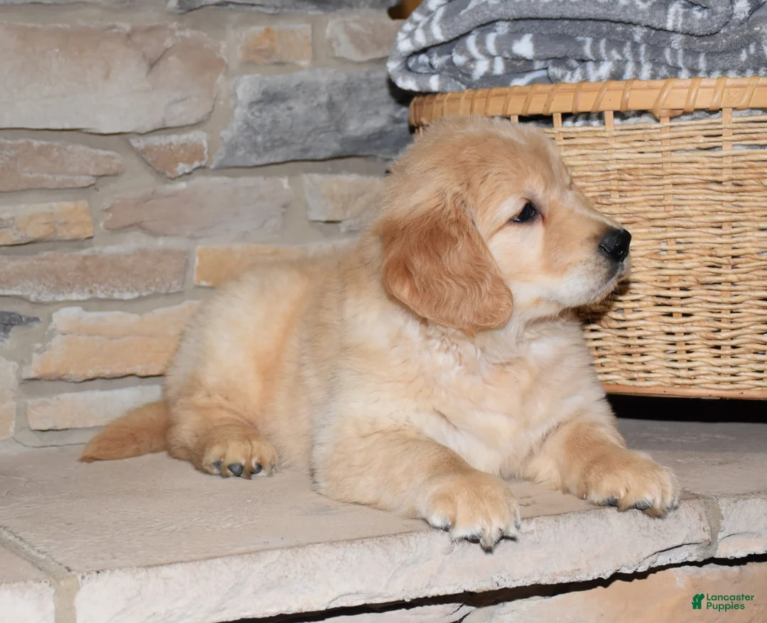 Golden Retriever dogs for sale: Bear - Ad 2