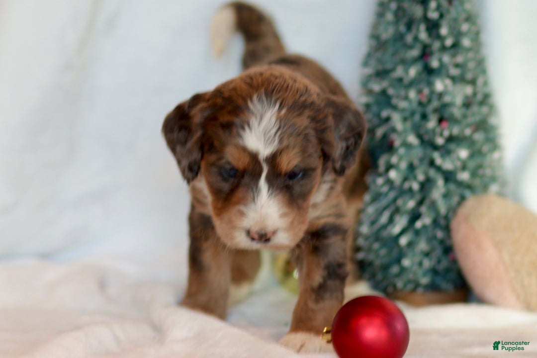 Bernedoodle dogs for sale: Noelle  - Ad 10