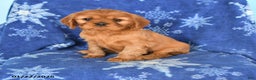 Cavalier King Charles Spaniel dogs for sale: Nadia - Ad 1