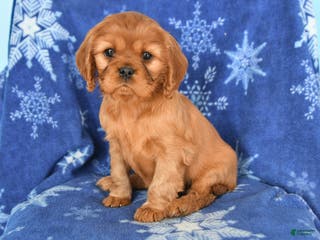 Cavalier King Charles Spaniel dogs Nadia - Ad 7