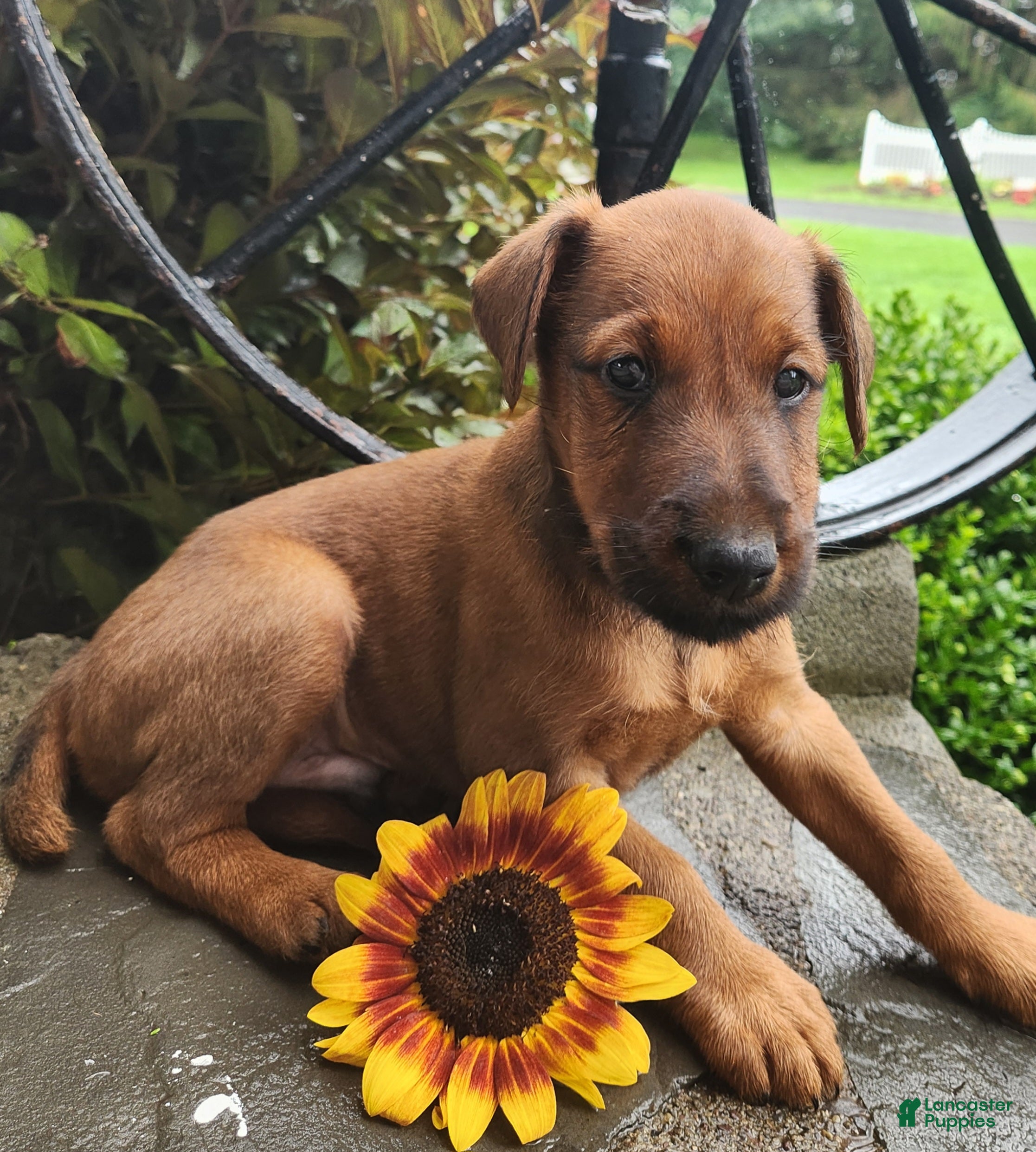 Irish Terrier dogs Ringo - Ad 2