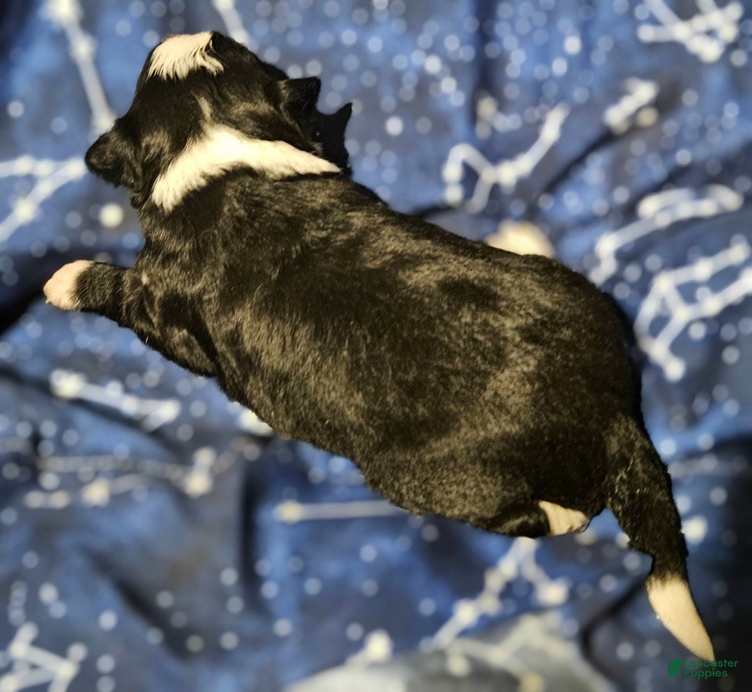 Border Collie dogs for sale: Kumba (Call-Text) - Ad 10