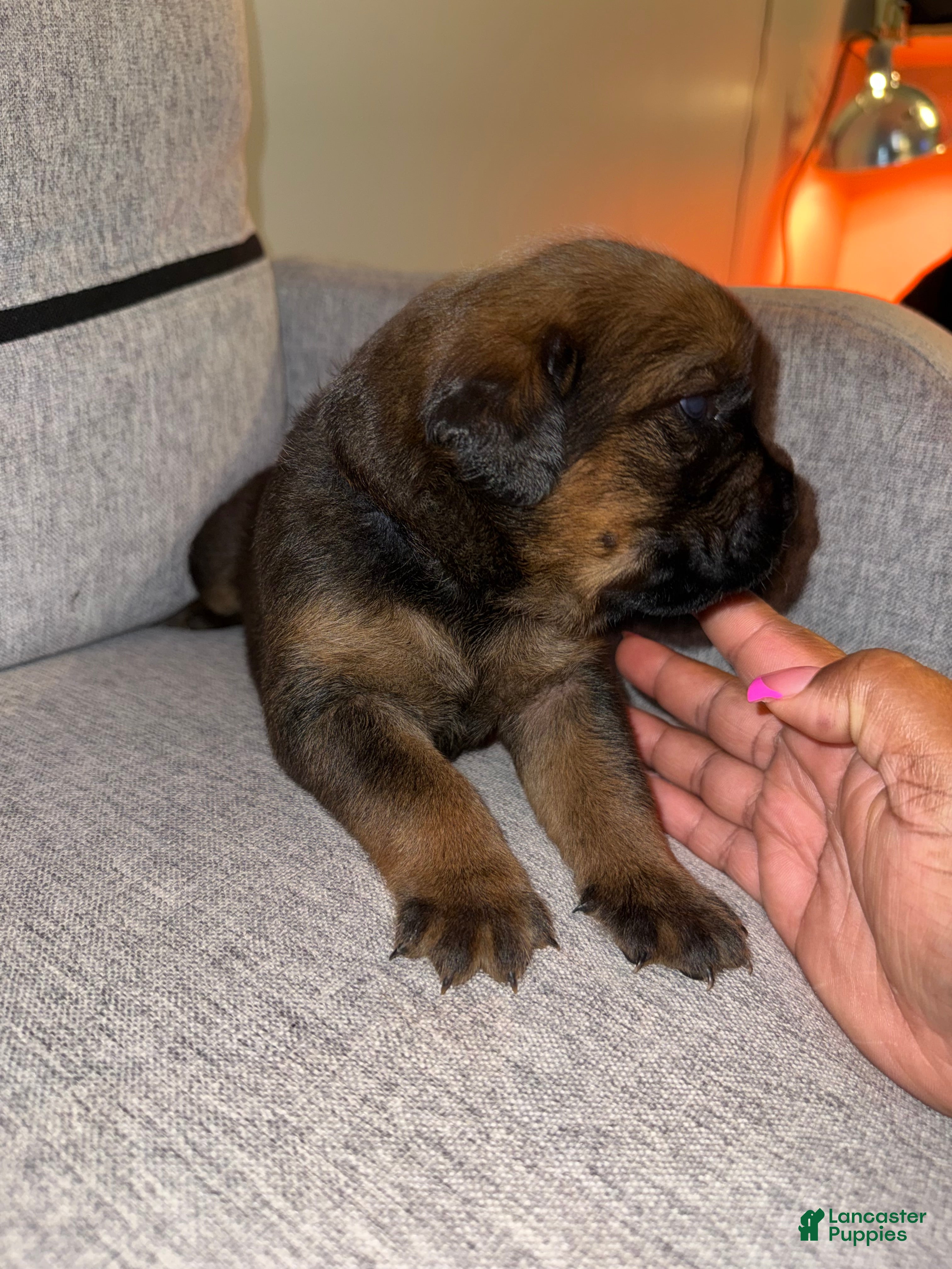 Mixed Breed dogs Mixed Breed 6 - Ad 2