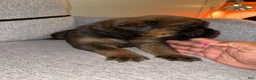 Mixed Breed dogs for sale: Mixed Breed 6 - Ad 2