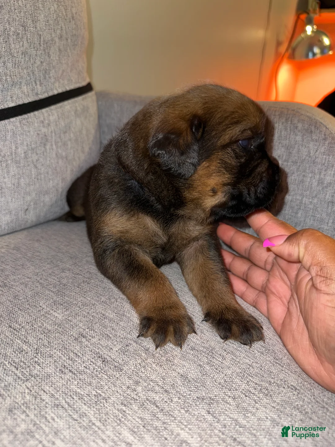 Mixed Breed dogs for sale: Mixed Breed 6 - Ad 2