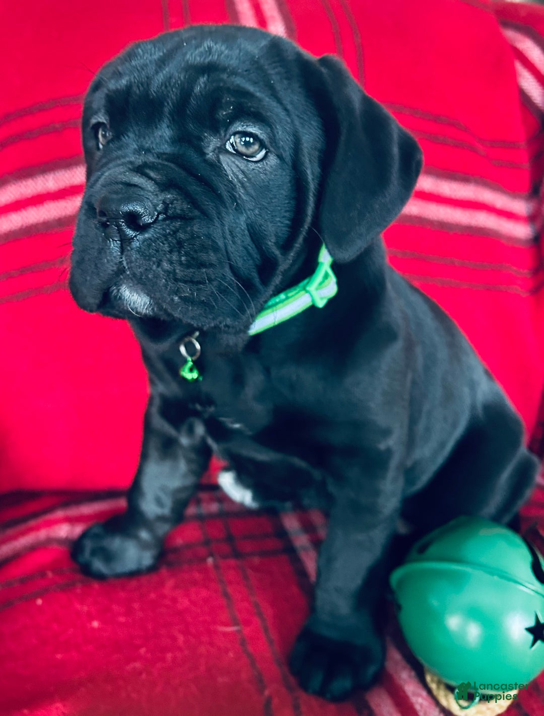 Cane Corso dogs for sale: Cane Corso Puppy 1 - Ad 3