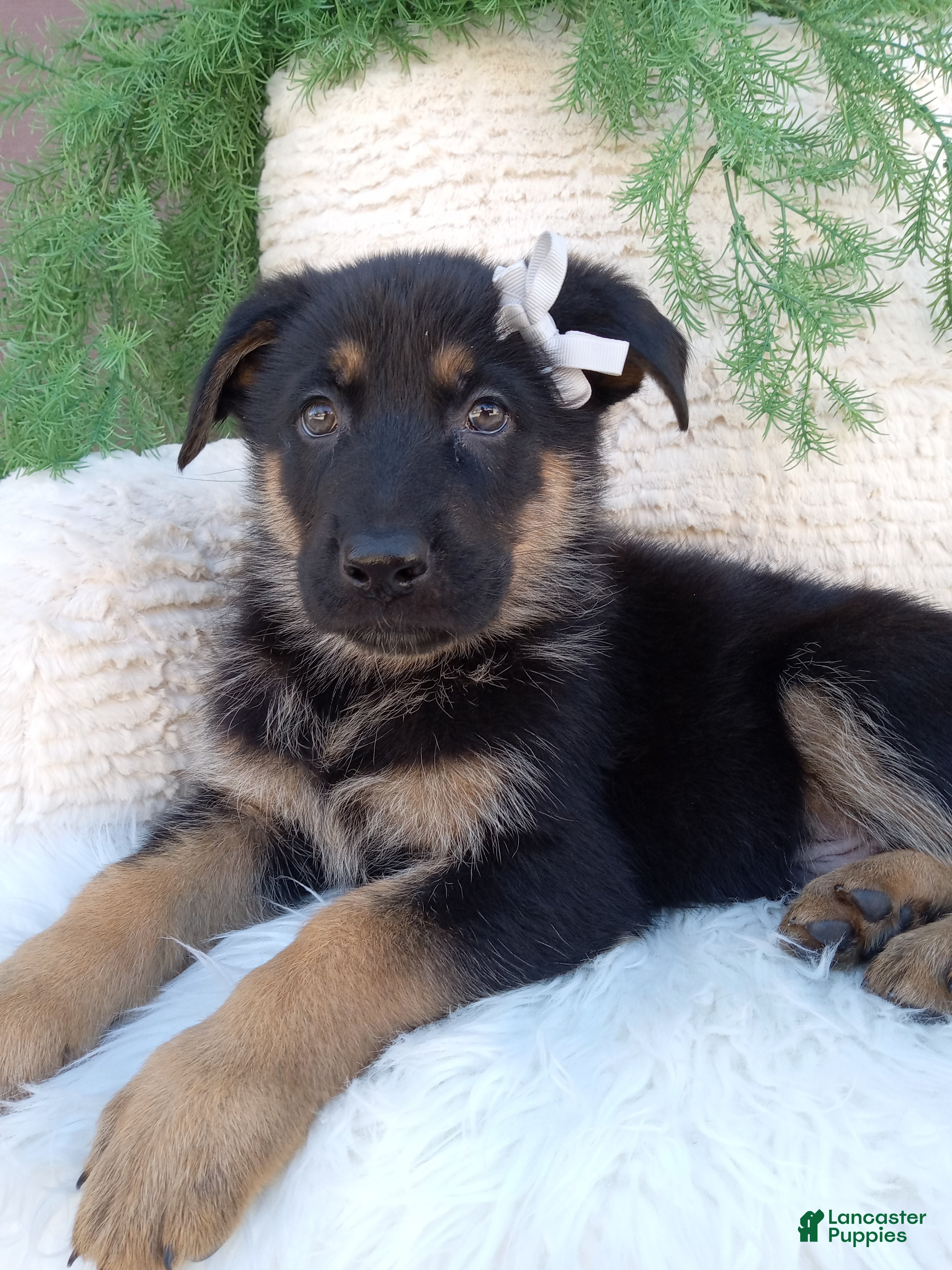 German Shepherd dogs Dallas- Special  - Ad 1