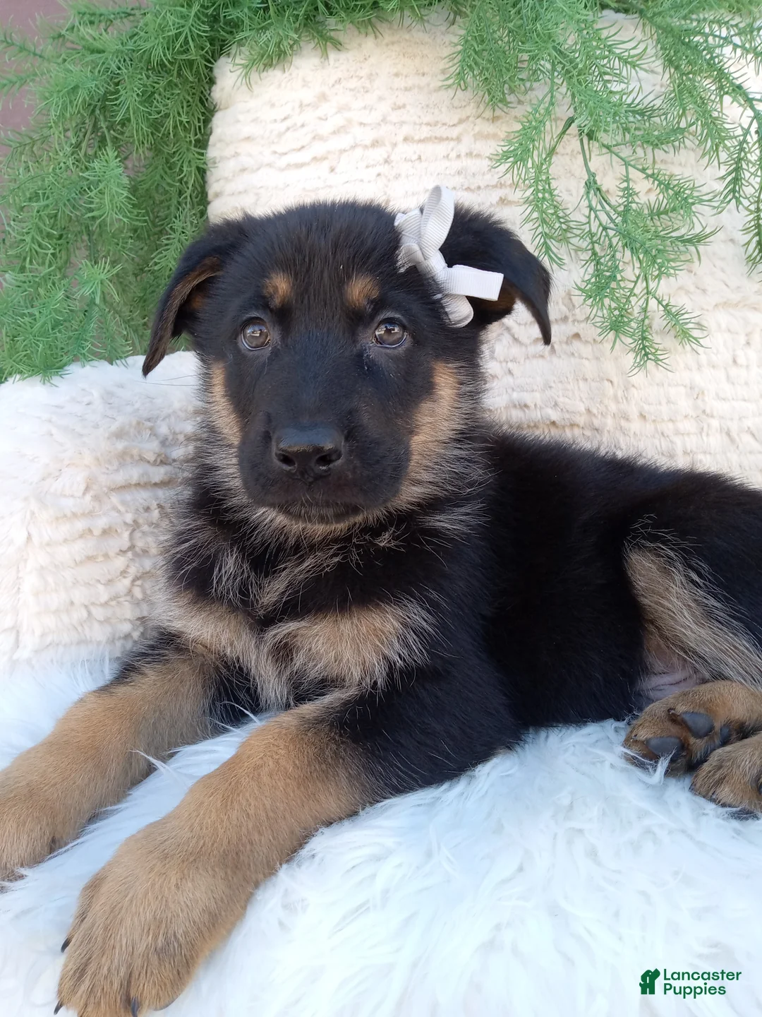German Shepherd dogs for sale: Dallas- Special  - Ad 1