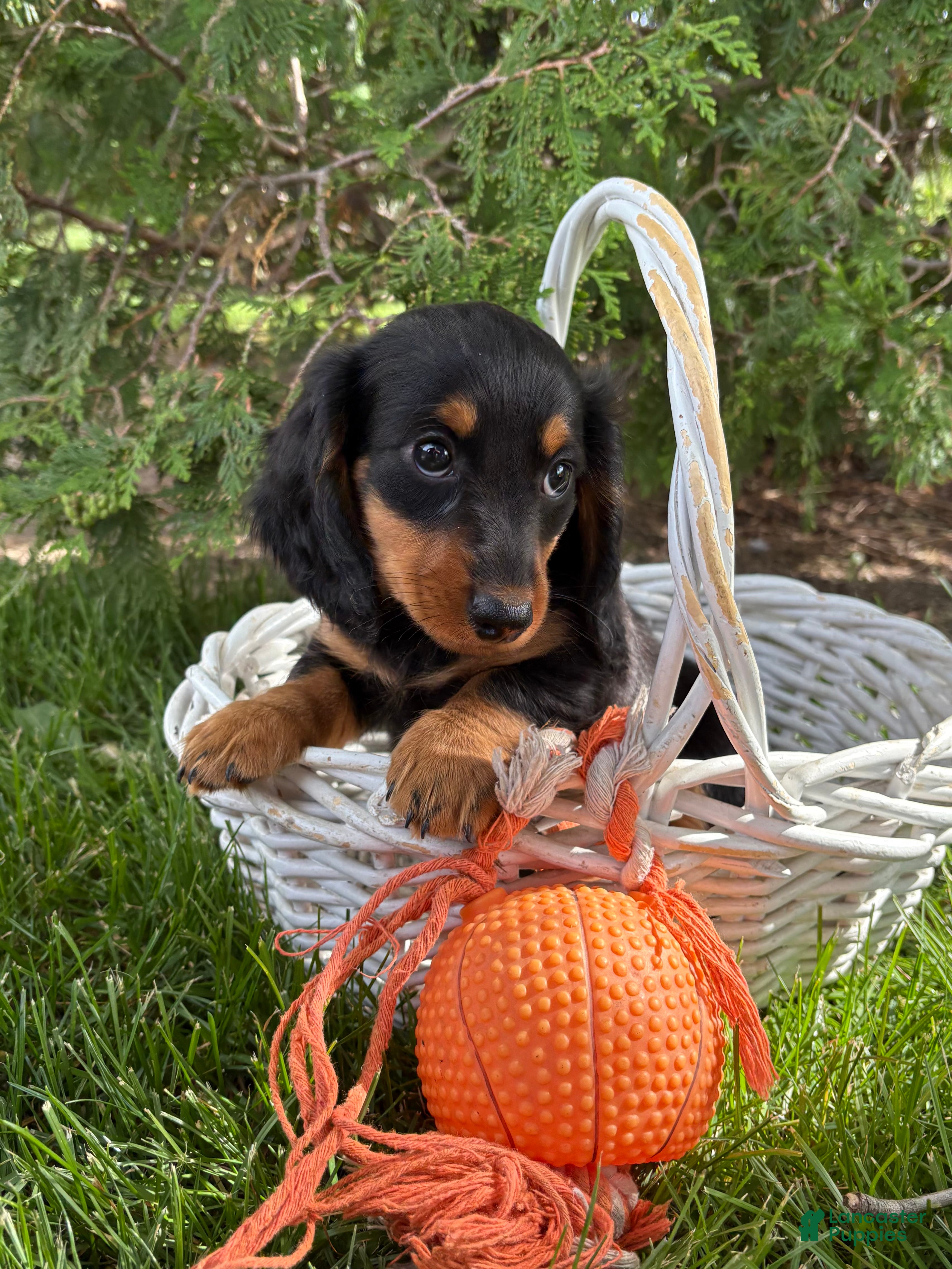 Dachshund dogs Milo - Ad 1
