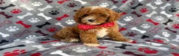 Cavapoo dogs for sale: Leo - Ad 10