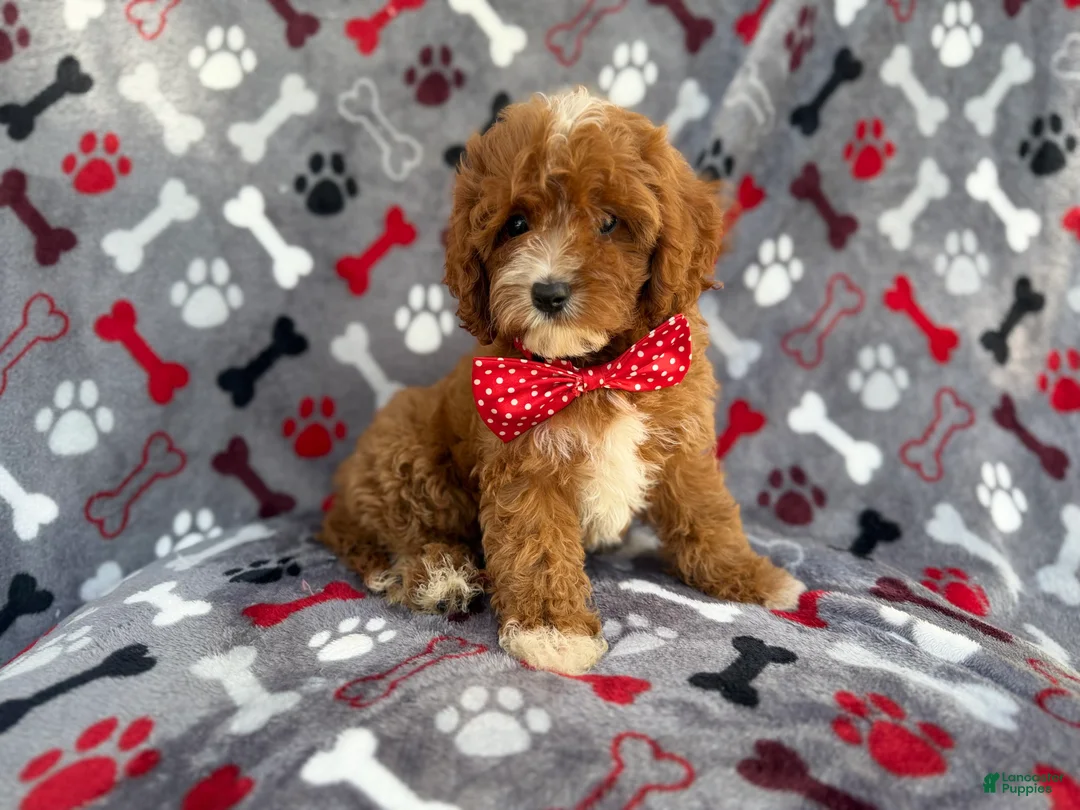Cavapoo dogs for sale: Leo - Ad 10