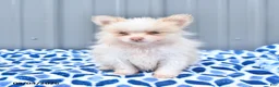 Pomeranian dogs for sale: Daisy - Ad 3