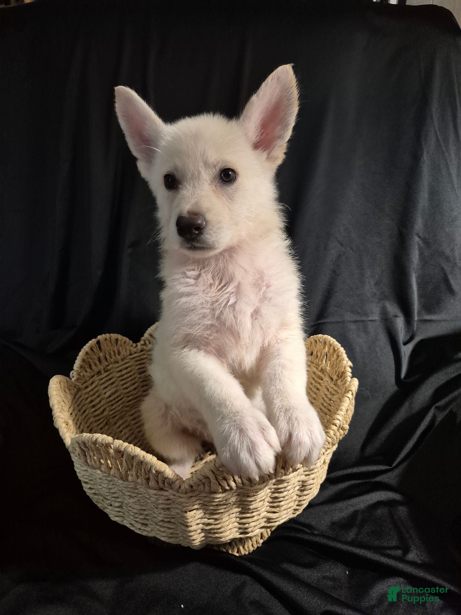 German Shepherd dogs Dixie - Ad 1