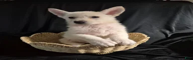 Dixie