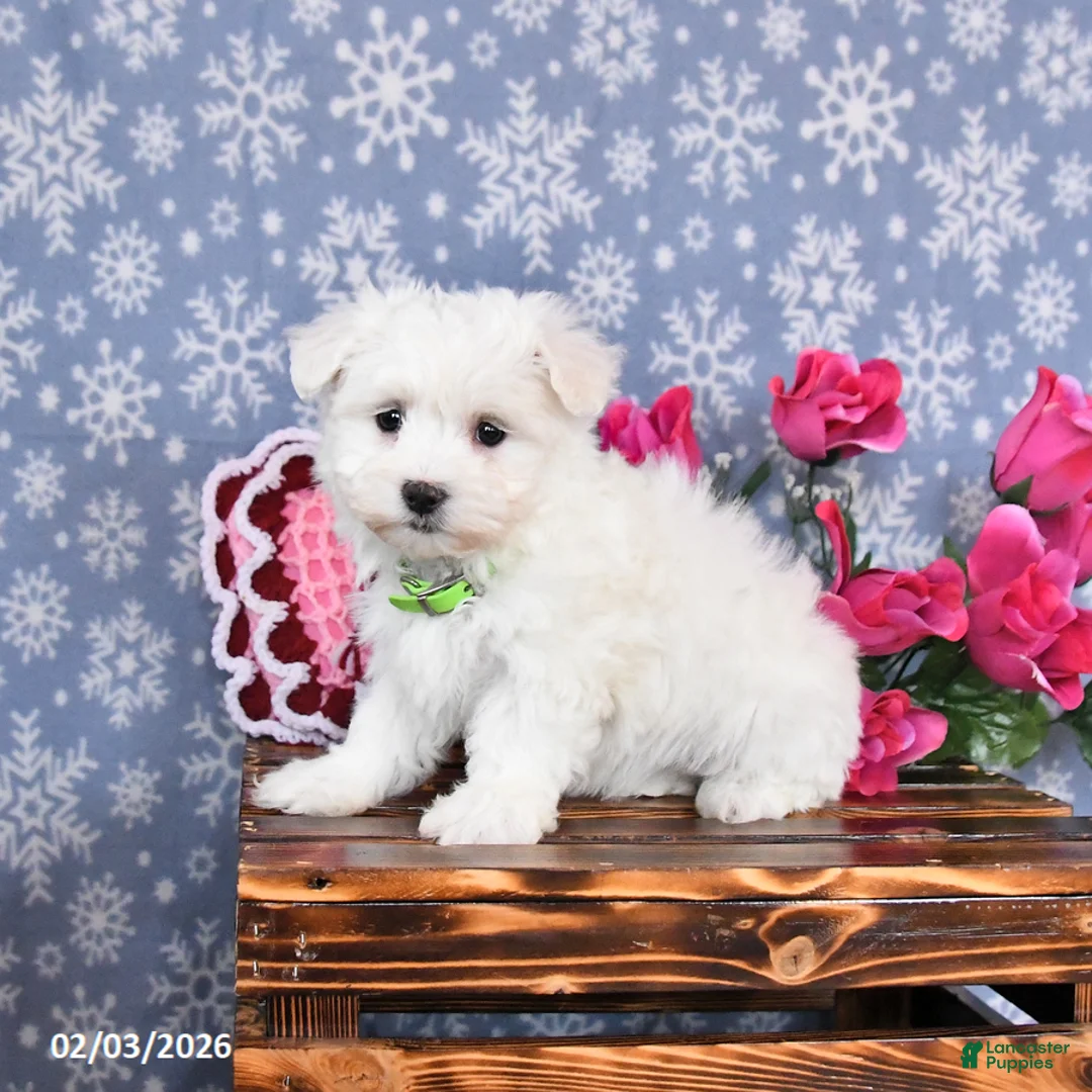 Maltese dogs for sale: Levi - Ad 2