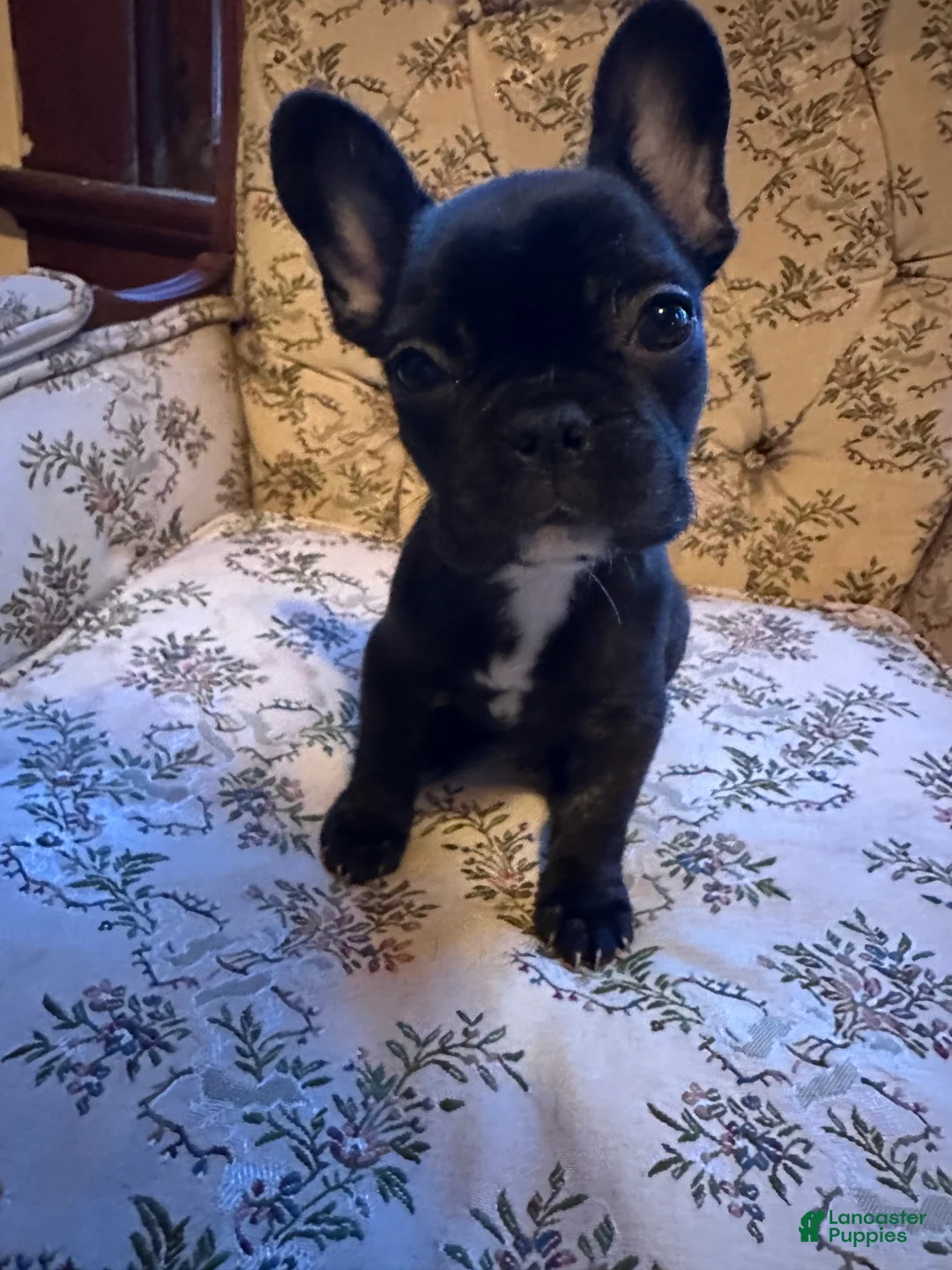 French Bulldog dogs for sale: French Bulldog 2 - Ad 2