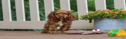 Cocker Spaniel dogs for sale: Milo - Ad 5