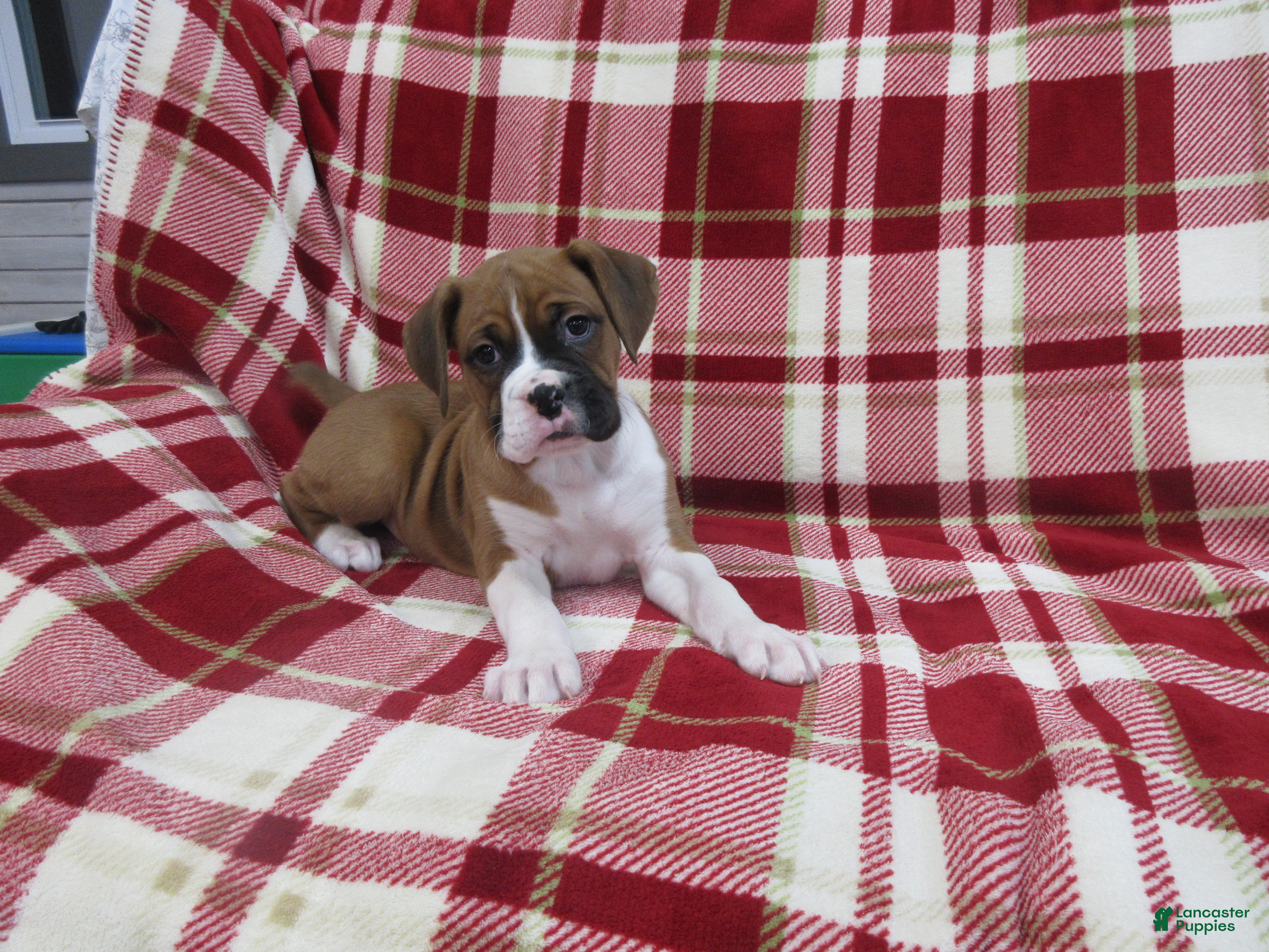 Boxer dogs Dontay - Ad 24