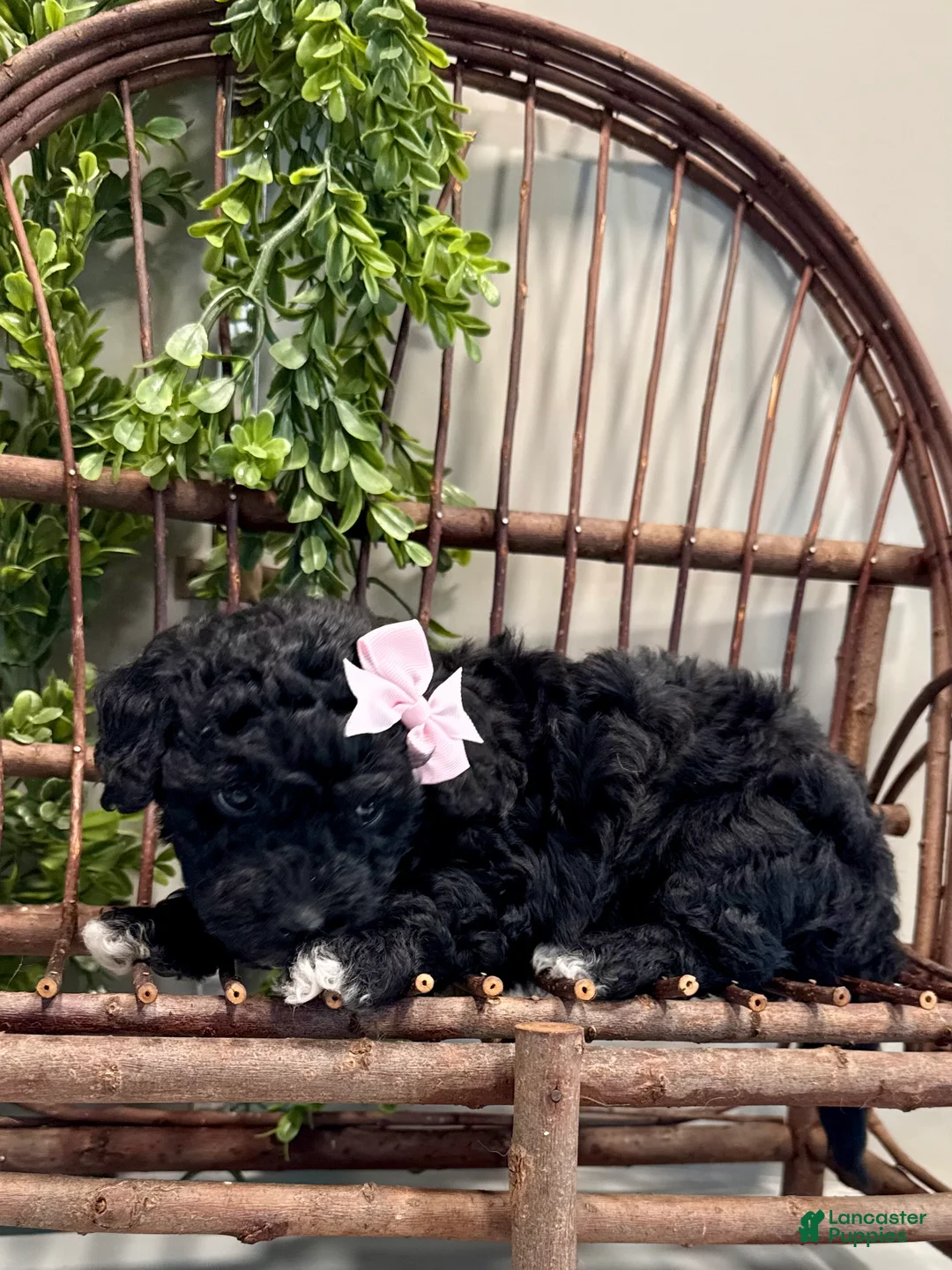 Mini Goldendoodle dogs for sale: Oakley - Ad 4
