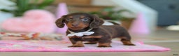 Miniature Dachshund dogs for sale: Skye - Ad 7