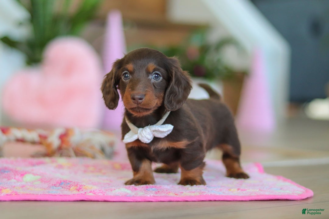 Miniature Dachshund dogs for sale: Skye - Ad 7