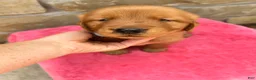 Golden Retriever dogs for sale: Golden Retriever 3 - Ad 4