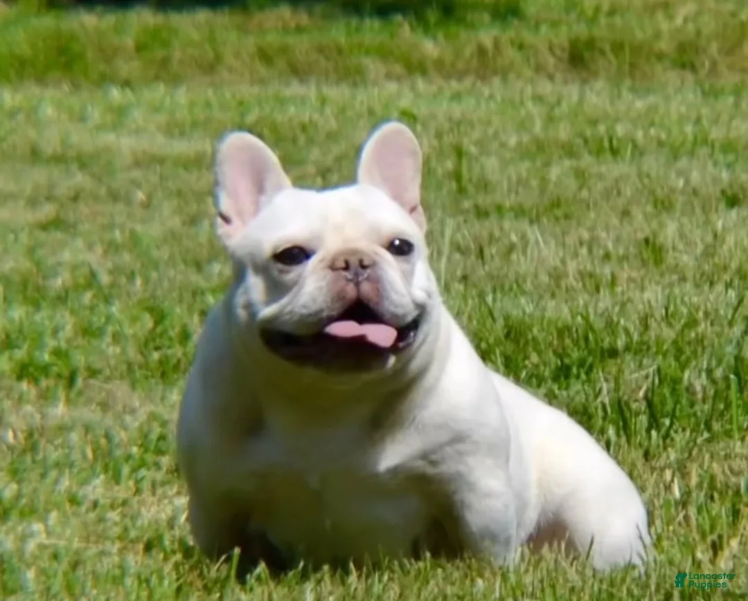 French Bulldog dogs for sale: Bluey - Ad 2